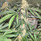 Blackberry Gum (Seedstockers)