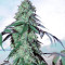 Blue Gelato 41