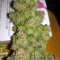 Blueberry Glue Auto (Glueberry Auto) Seeds
