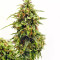 Graines de cannabis Buddha Medikit Auto CBD (Buddha Seeds)