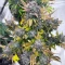 Semi femminizzati di Crème De la Chem Auto