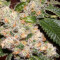 Do-G feminized seeds