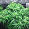 Semillas feminizadas Do-Si-Dos OG (Original Sensible Seeds)