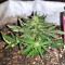 Gorilla Auto (GG#4 Original Glue Auto) (Expert Seeds)