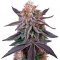 Semi Femminizzati King's Juice (Green House Seeds)