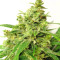 Graines de cannabis Malawi x PCK Regular (Ace Seeds)
