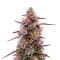 Mandarin Cookies Seeds