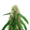 Mango Bubble Cloud feminized seeds
