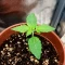 Nikki & Swami’s Maracuya Seeds