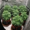 Graines de cannabis Oreoz (00 Seeds)