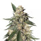 Pink Kush (Barney's Farm)