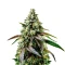 RS11 Seeds