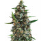 Shogun Seeds