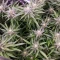 Solomatic Auto CBD Seeds