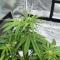 Special Queen 1 Auto Feminized Seeds (Royal Queen Seeds)