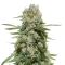Super Silver Haze feminized seeds (Green House Seeds)