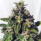 Triple G (RQS)