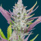 Graines féminisées de Wedding Glue Auto (Fast Buds)