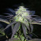 Graines de cannabis Sugar Breath (Humboldt Seeds Organization)