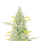 Trainwreck Fast Version Feminized Seeds (Seedkeepers)