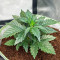 Sementes Feminizadas de Tropicanna Poison XL Auto (Sweet Seeds)