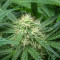 Sementes Feminizadas de Watermelon Z Auto (Barney's Farm)