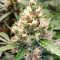 Grandaddy Purple Autoflower (Herbies Seeds)