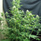 Blueberry Fast Version (Herbies Seeds)