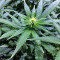 Black Destroyer feminized seeds