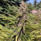 Black Domina 98 x ErdPurt (Ace Seeds)