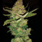 Buddha Magnum Auto Regular seeds