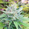 Auto CBG strain
