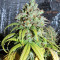 Cinderella XX (Brothers Grimm Seeds)