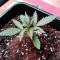 Graines de cannabis Girl Scout Cookies (Big Head Seeds)