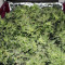 Gordomaster Kush (Positronics Seeds)