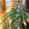 Semillas feminizadas LA Confidential (DNA Genetics)