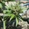 Semi femminizzati Monster Bruce Banner