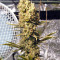 Northern Light X Skunk Seeds (G13 Labs)