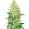 OG Kush Autoflower (Herbies Seeds)