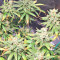 Pakistan Chitral Kush Seeds
