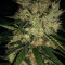 Graines de cannabis Pineapple Haze Regular (Barney's Farm)