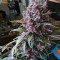 Graines féminisées de Purple Lemonade Auto (Fast Buds)