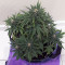 Raw Diesel (G13 Labs)