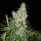 Semi femminizzati Sweet Valley Kush x Amnesia x Dosidos