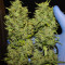 Tangie'matic Auto Seeds
