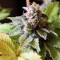 White Widow (White Label)