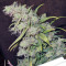 Atomical Haze feminized seeds