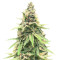 Semillas Feminizadas Critical Amnesia (AlphaFem Seeds)
