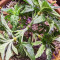 Semi femminizzati di Jack's Dream (Green House Seeds)