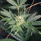 Graines féminisées de Keep Frosted Guava Autoflower (Seedkeepers)